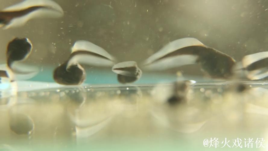 蝌蚪视频窝在线播放网