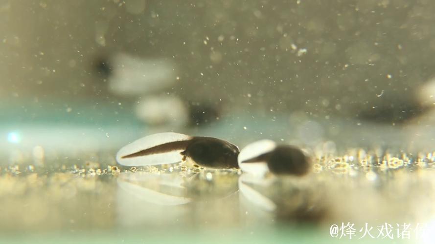 蝌蚪视频窝在线播放网